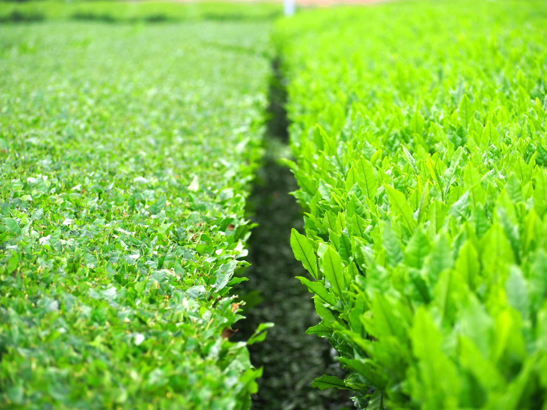 Organic Farming in Japanese Tea: Why It Matters