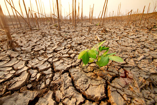 Climate Change and Japanese Tea: Challenges and Adaptations