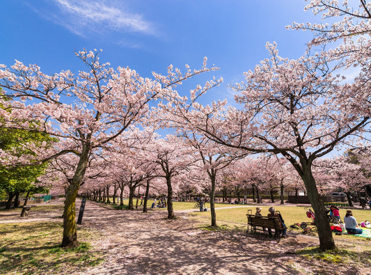 What is Hanami? Japan’s Tradition of Viewing Cherry Blossoms