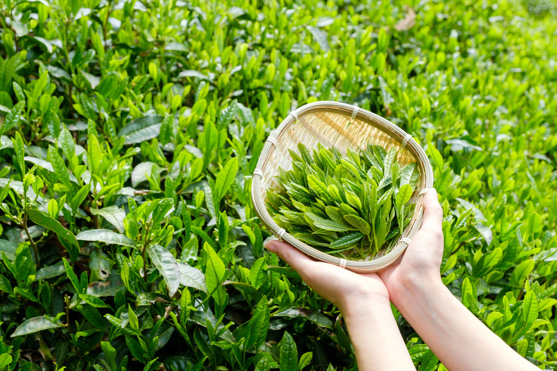 Tenchas Tea What is Sencha, Tencha, and Bancha? A Guide to Japanese Green Tea Vari ...
