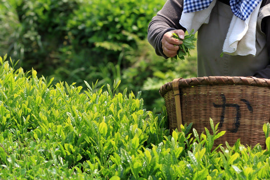 The Evolution of Matcha Cultivation: From Beginning to Modern Times
