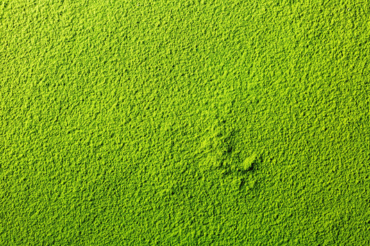 Why Is Matcha So Green? Understanding Matcha’s Vibrant Color