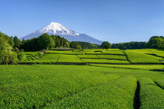 Shizuoka Tea: Exploring the Tea Capital of Japan