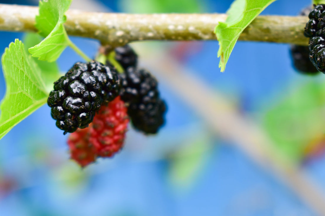 An Introduction to Kuwacha: Japan's Mulberry Leaf Tea