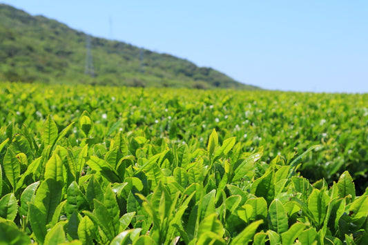 Sencha vs. Matcha: Understanding the Differences Between Japan’s Green Teas