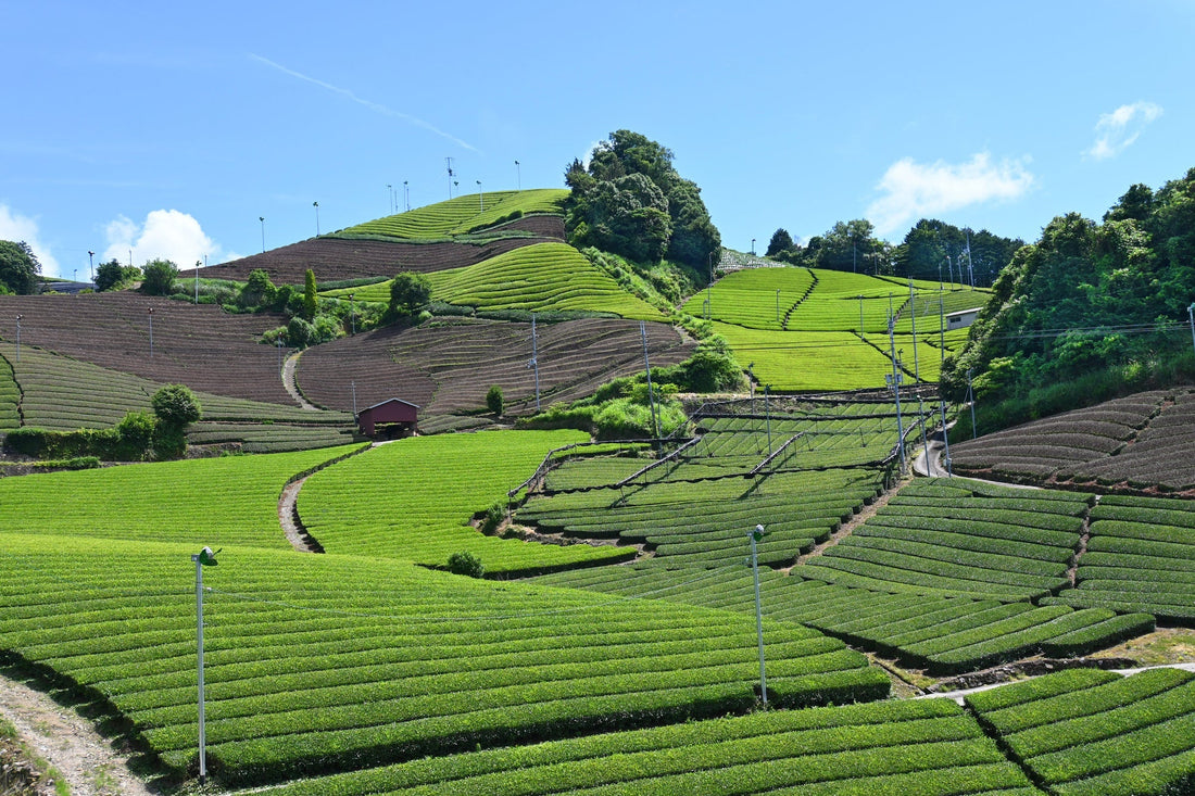 Why Uji Became the Heart of Matcha Culture