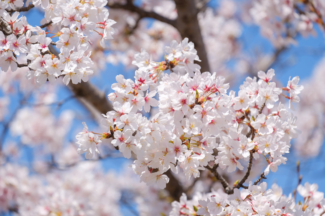 What is Prunus Yedoensis and the Origins Behind Our Name?