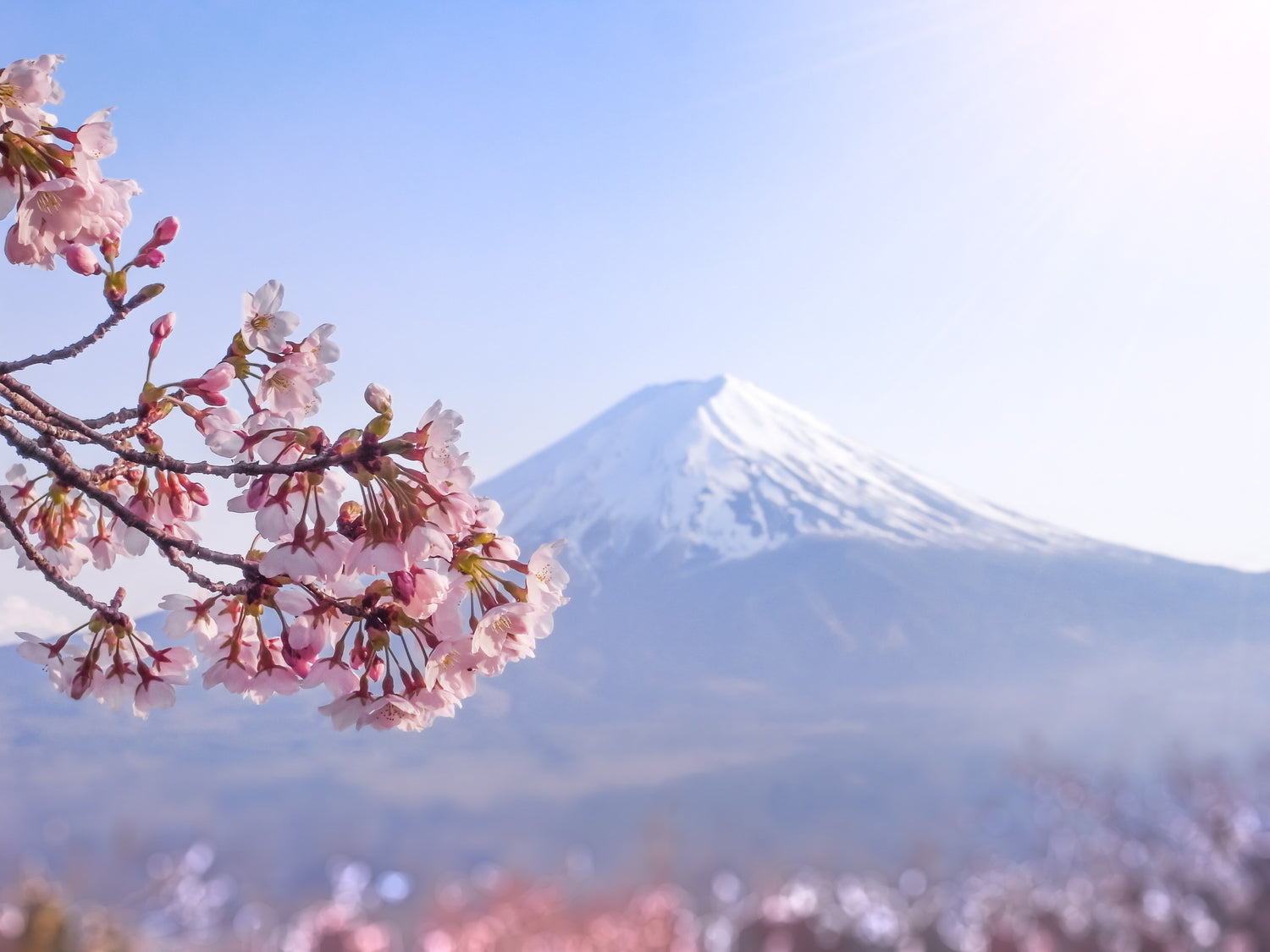 Mt Fuji and Cherry Blossom