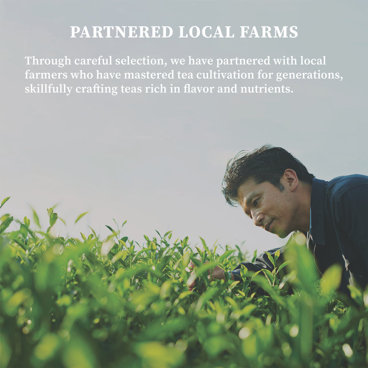 A tea farmer inspecting bright green tea leaves in a sunlit field, text 'Partnered Local Farms' about working with growers who have mastered tea cultivation for generations.